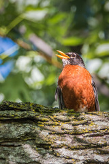 Singing American Robin – Turdus Migratorius