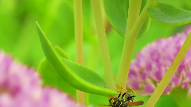 Clumsy aimless wasp tries to climb the grass stalk, but fails, changes plans and creeps down.