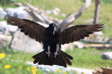 Crow landing