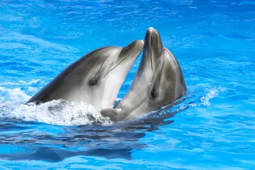 Light filtering roller blinds Dolphin Dolphins love each other