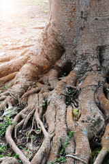 Obraz premium Close up of root of big tree.