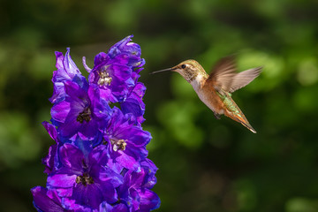 Female Rufous Hummingbird Hovering