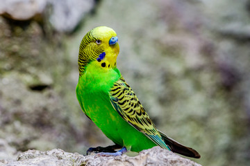 Budgerigar, parakeet, Shell Parakeet or Budgie (Melopsittacus undulatus). Vivid Green and yellow feathers with blue above beak.