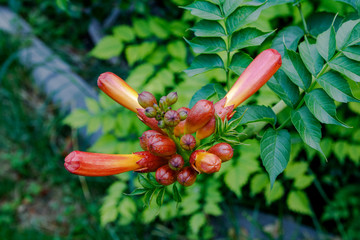 Blossoming Buds of Campsis