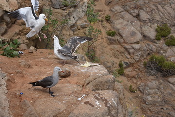 Birds living along humans