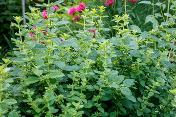 Shrub of fresh green lemon balm in garden