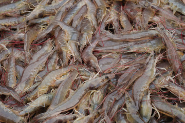 White shrimp lined