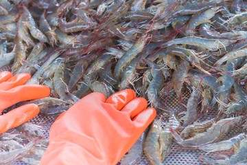 Employees wearing red gloves are sorting out white shrimp from the dirt. , Put on a grid with small holes to allow the water to sink.