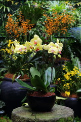 Fototapeta na wymiar Yellow Moth Orchid