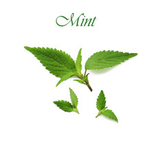 mint isolated on white background