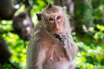 Monkey portrait.