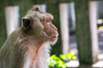 Monkey portrait.