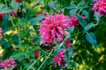 The shrub of the blooming Red Monarda in the Garden