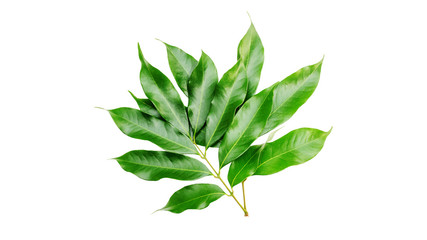 Litchi leaf on a white background.