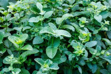 Shrub of fresh green lemon balm in garden