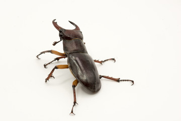 Brown Female Stag beetle Lucanus cervus female isolated on white background, back view