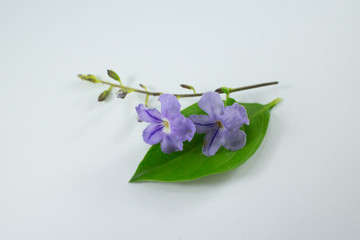  Small white mix violet  flower or  Duranta repens Flower isolated