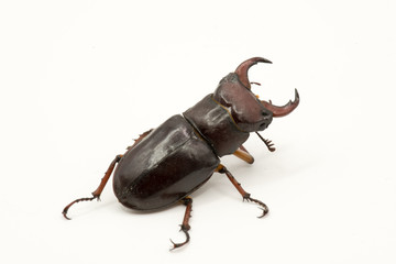 Brown Female Stag beetle Lucanus cervus female isolated on white background, rear view
