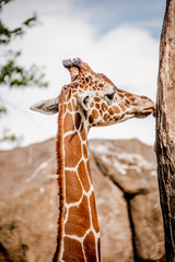 Obraz premium Male giraffe amongst high rocks
