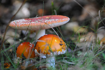 Fall in the Forest