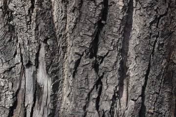 Powerful tree bark