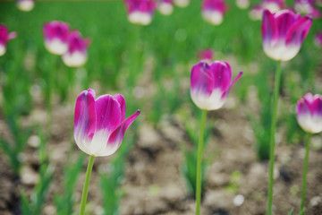 Delicated Violet Tulips in the field