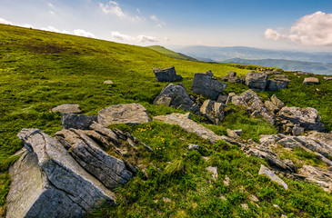 Dandelions among the rocks in Carpathian Alps