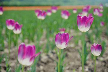 Delicated Violet Tulips in the field with mountain on the background