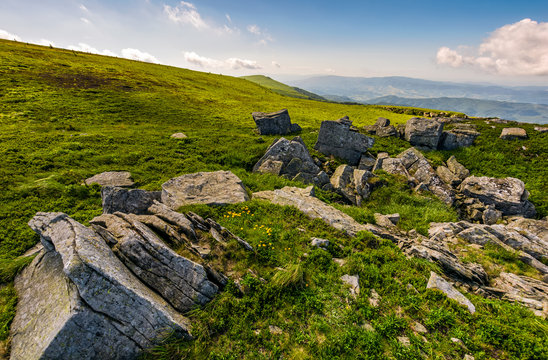 Dandelions among the rocks in Carpathian Alps