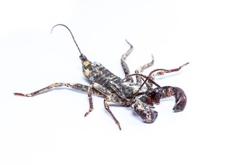 Isolated Whip scorpions on white background