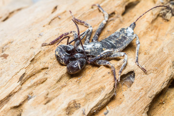 Close up of Whip scorpion on wooden tree background