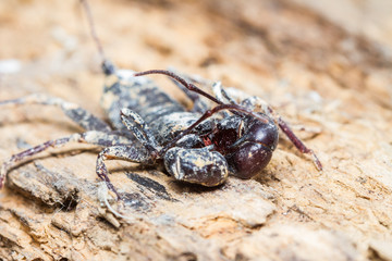 Close up of Whip scorpion on wooden tree background