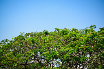 Fototapeta premium Big tree leave and branch with clean sky background.conserve world with tree concept.
