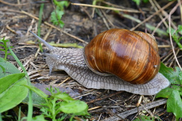 snails on the grass