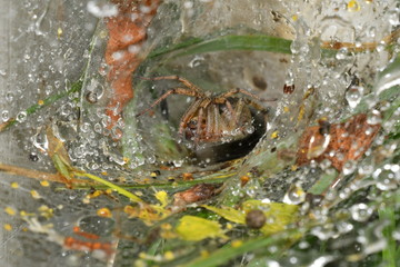 spider spinds  his web in the net 	