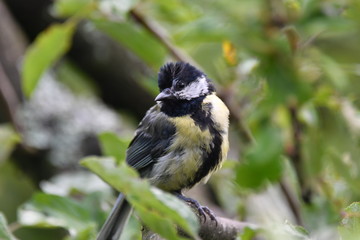 Fototapeta premium blue titmouse take a seeds in the fodder rack