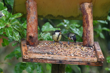 Naklejka premium blue titmouse take a seeds in the fodder rack