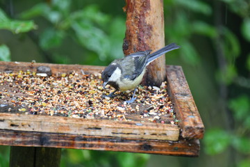 Fototapeta premium blue titmouse take a seeds in the fodder rack