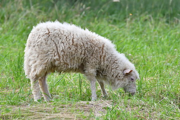 Obraz na płótnie Canvas sheep grazing the grass 