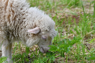 sheep grazing the grass 