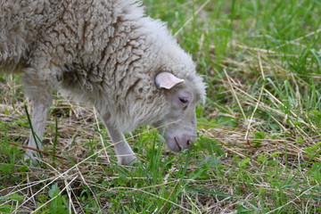 Naklejka na ściany i meble sheep grazing the grass 