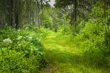 Green Trail through the Forest