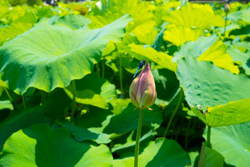 蓮の蕾