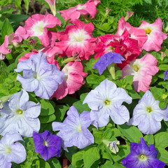 Colorful Petunia flowers in garden