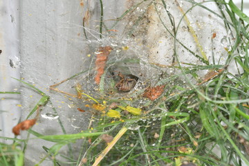 spider spinds  his web in the net 	
