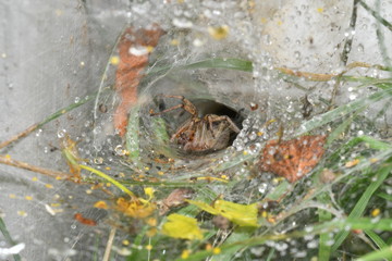 spider spinds  his web in the net 	
