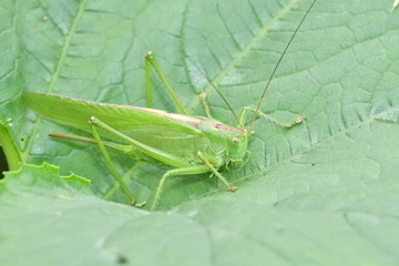grasshoppers bug insects on the grass