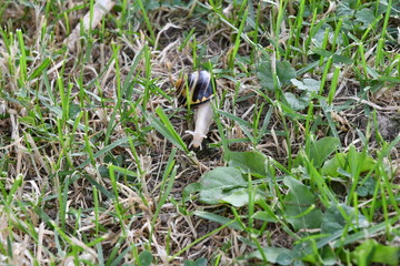 Fototapeta premium snails on the grass