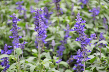 Blooming blue bugleweeds Ajuga