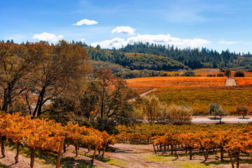 Vineyard landscape in autumn with fall colors and blue sky. Location: California wine country